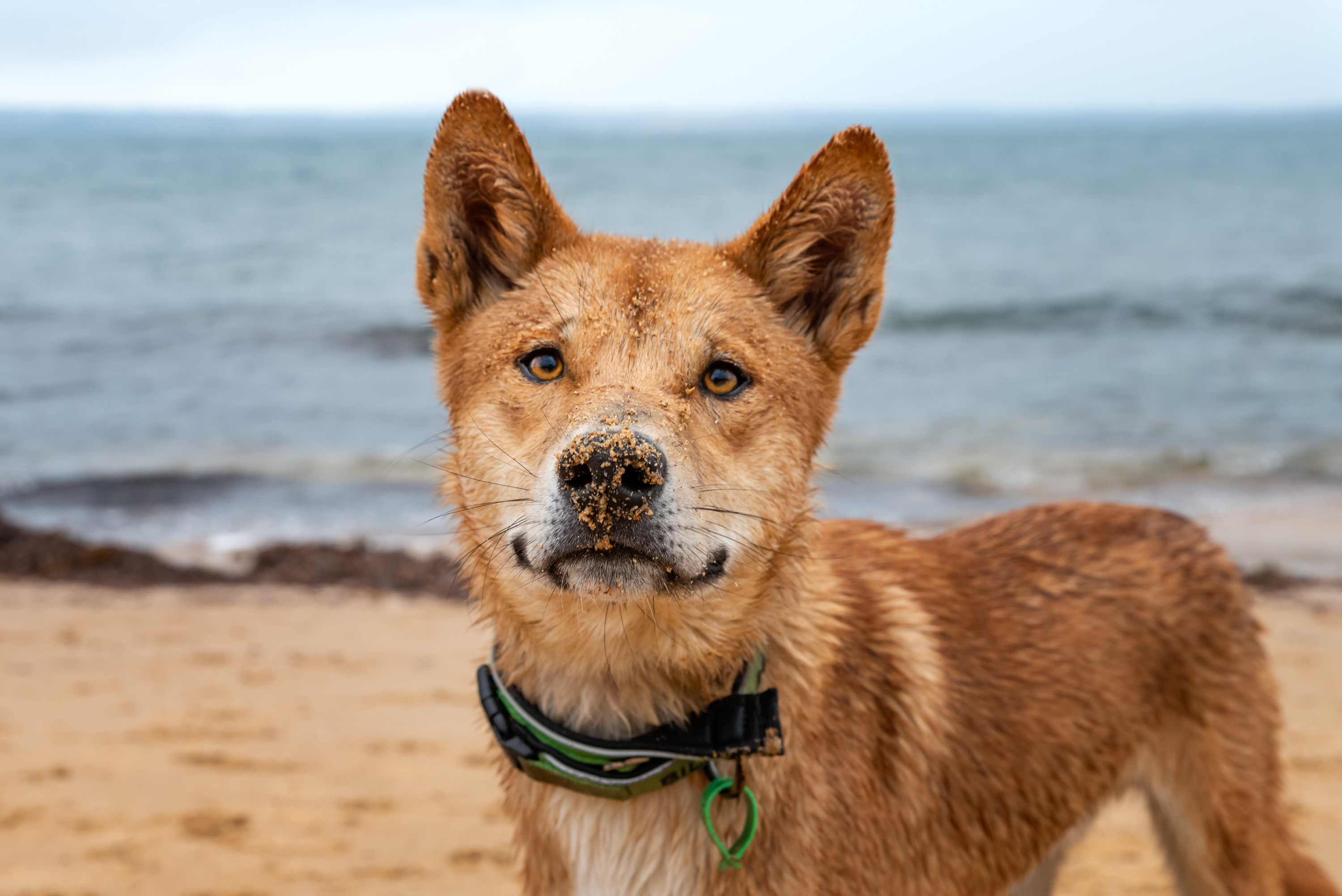 Island Paw Prints Pet Photography Dingo Portrait Beach